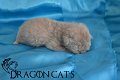 Visenya Targaryen -Fawn-28-janvier--(9)